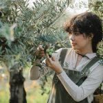 La resa delle olive, cos’è? Significato e spiegazione